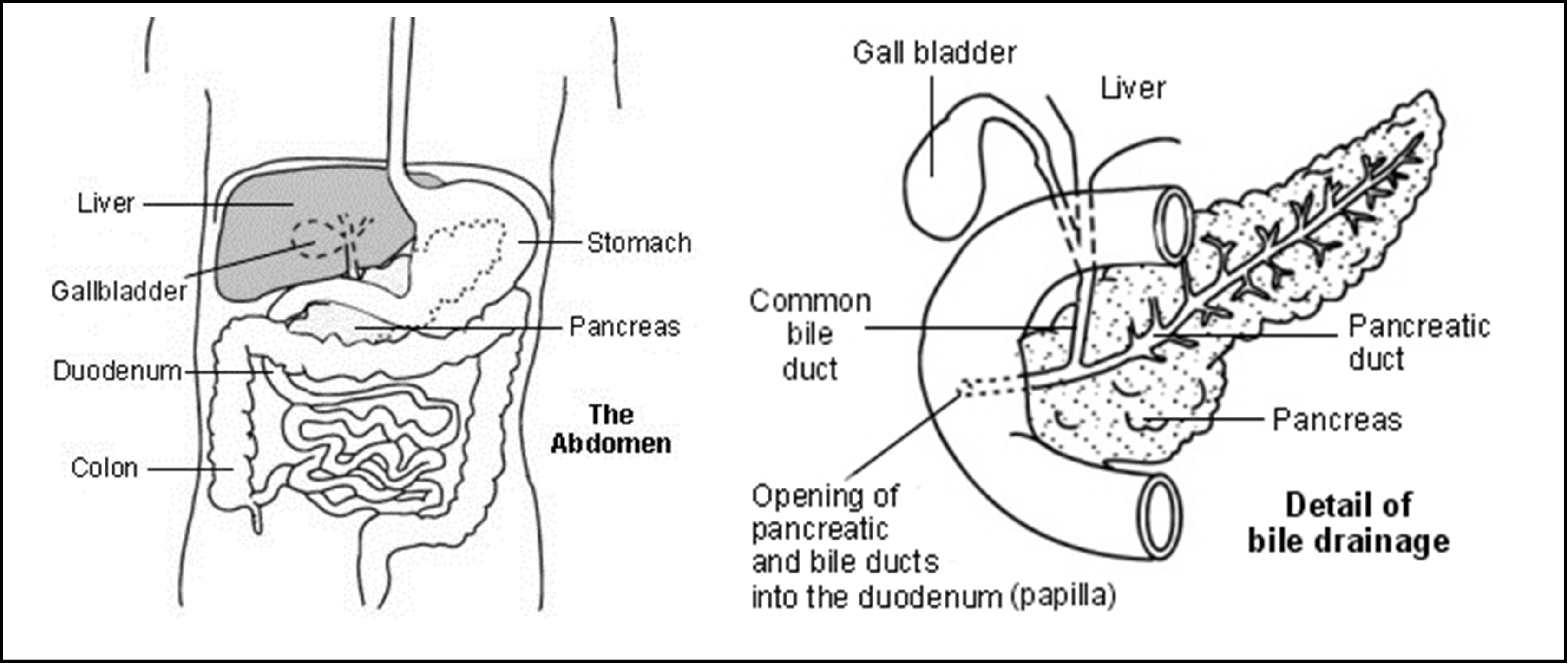 ERCP_1