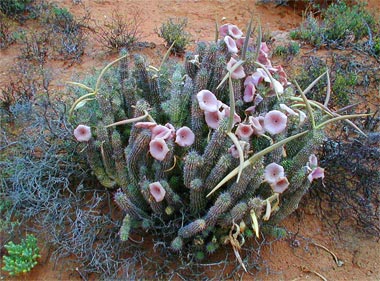 Hoodia gordonii