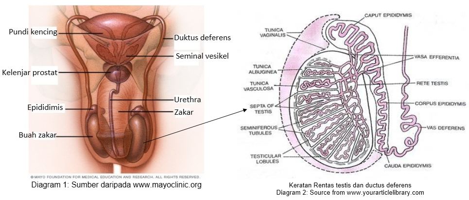 Male reproductive (bm)