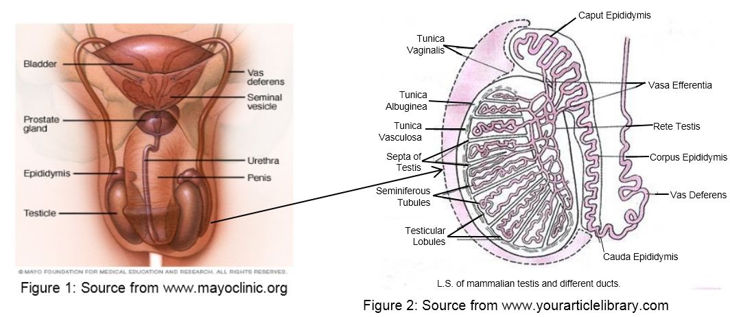 Male reproductive