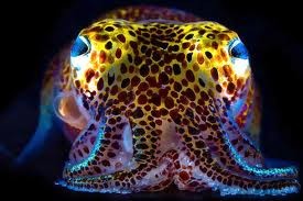 Squid emitting light as a result of quorum sensing activity by bacteria Vibrio fischeri inside it