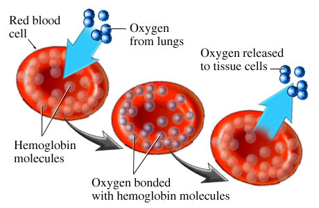 anemia2