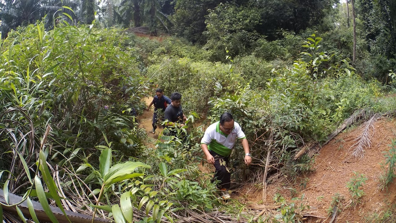 jungle tracking