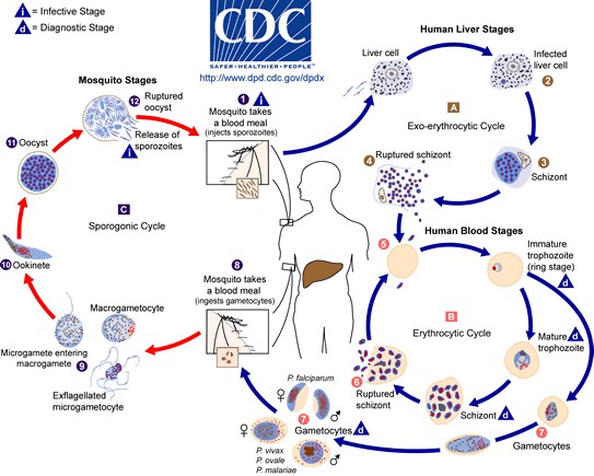 malaria