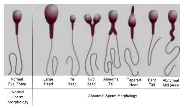 male-fertility-1