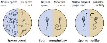 male-fertility-2