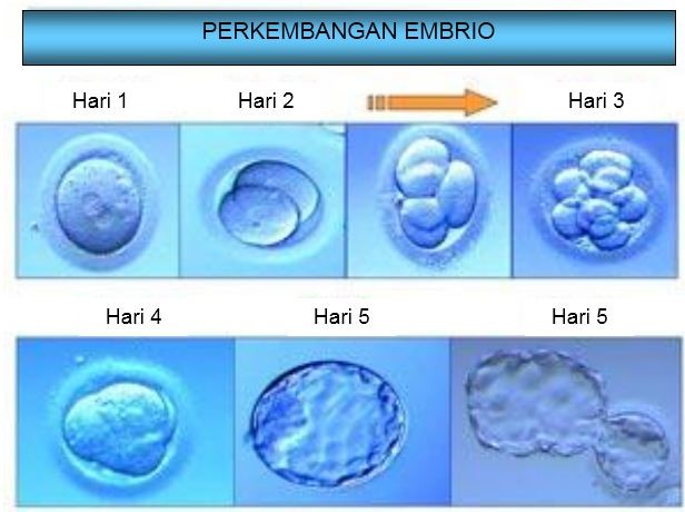 perkembangan embrio