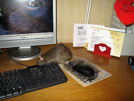 tikus